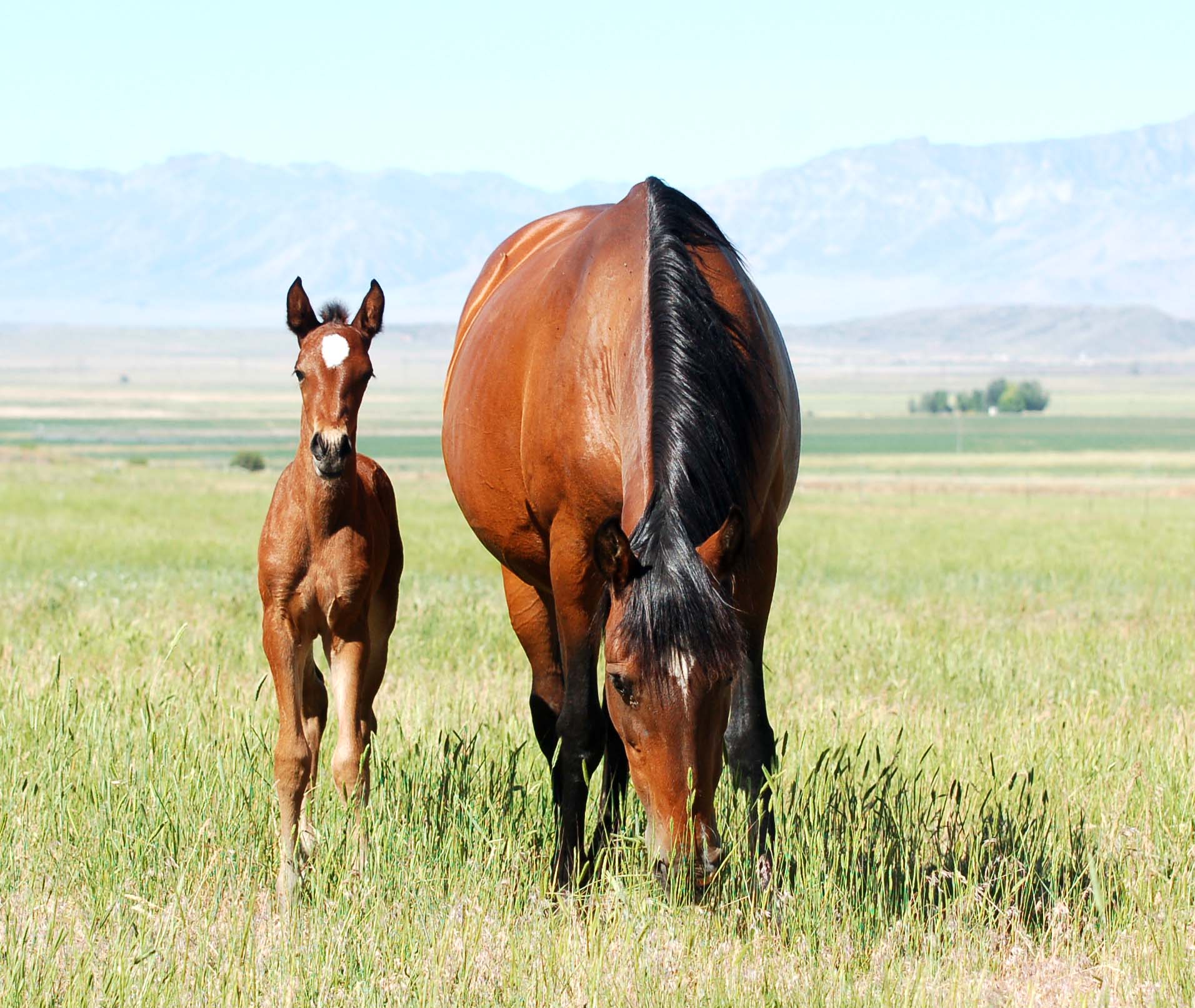 2017 Raposodia filly DSC_9717