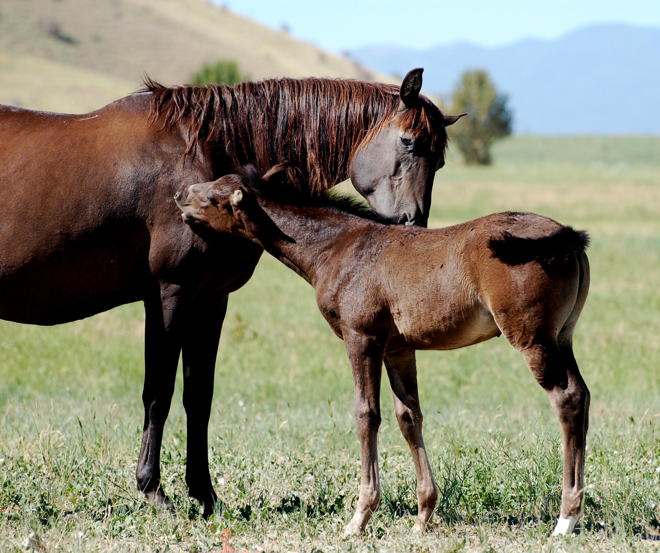 2017 filly by Halconero - a keeper!