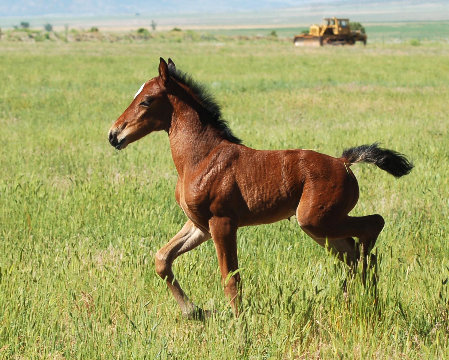 2017 Filly by Halconero - Sold