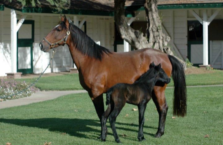 Filly by Pensamento