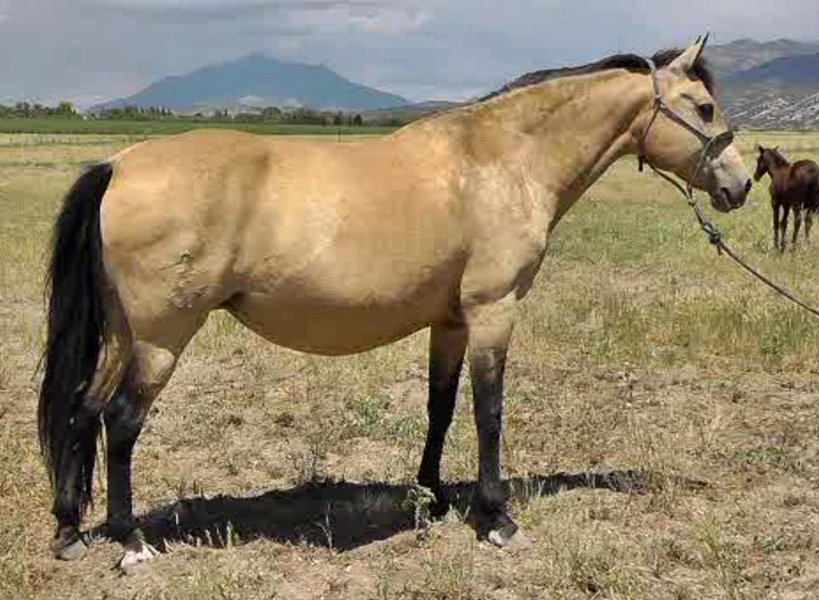 Topaz E neck
