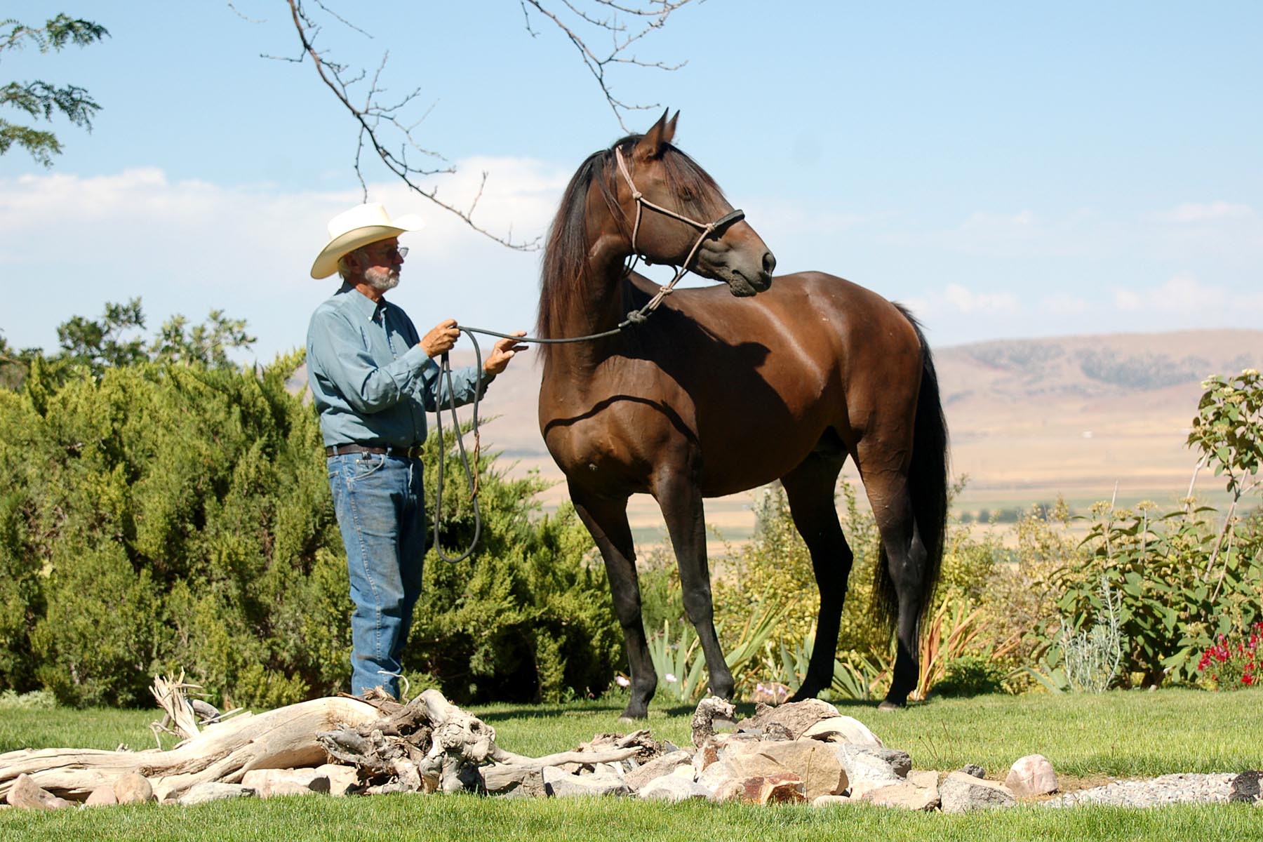 Victoria is in foal with her first Halconero baby