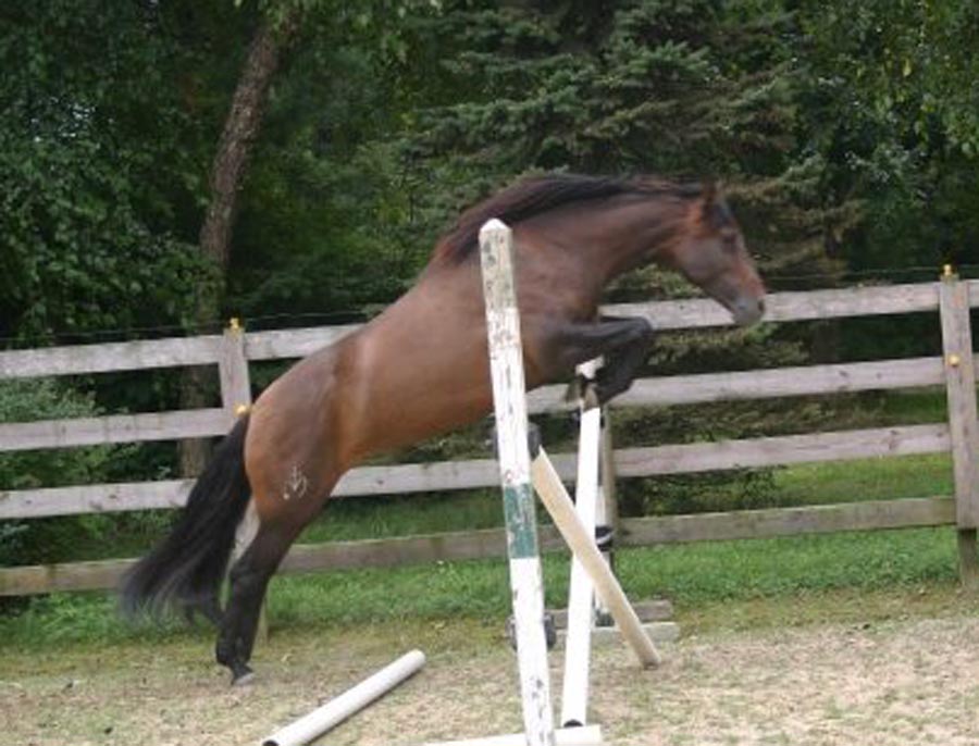Victoria jumping