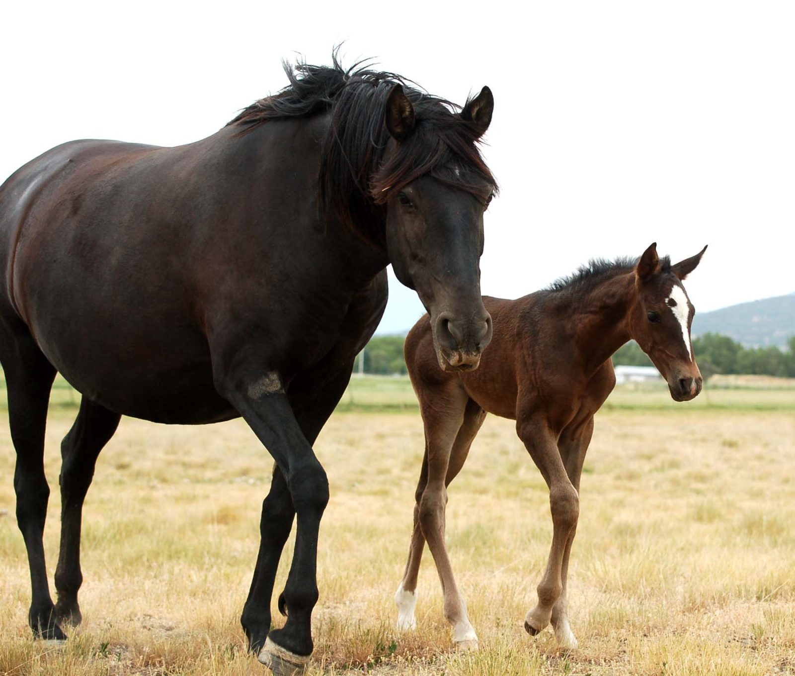 Xdica 2014 filly DSC_5222