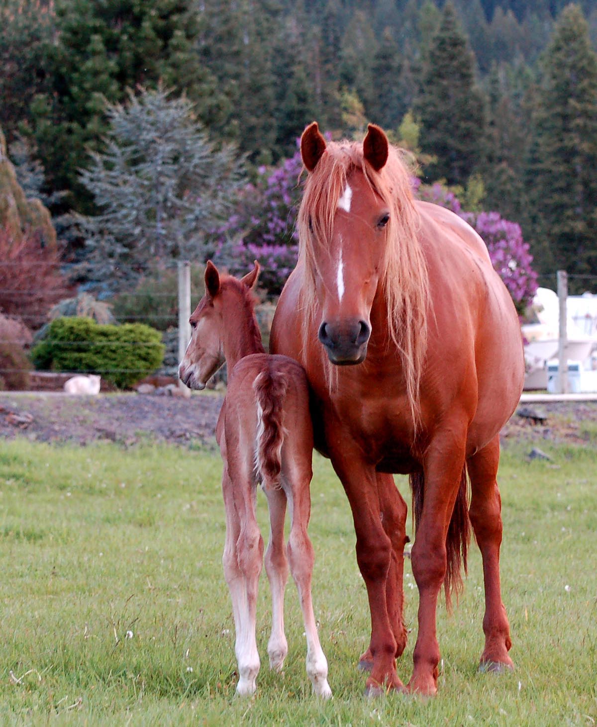 Xerin with 2012 filly