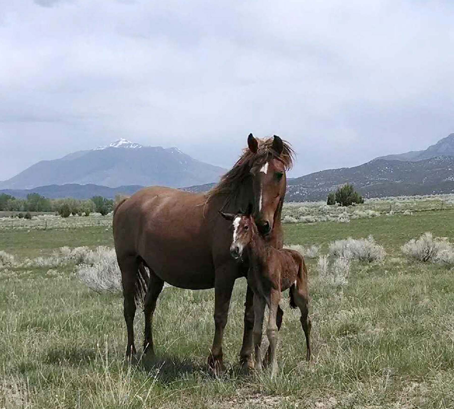 Xerin with 2014 filly, Jadora (Sold)
