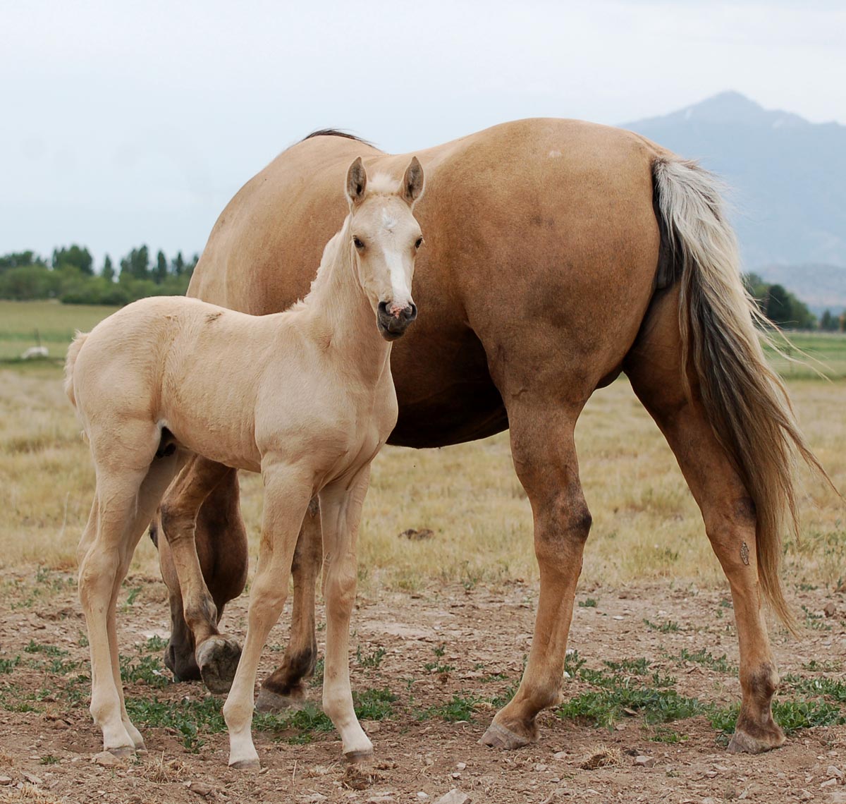 Xprima Donna 2014 colt DSC_5195