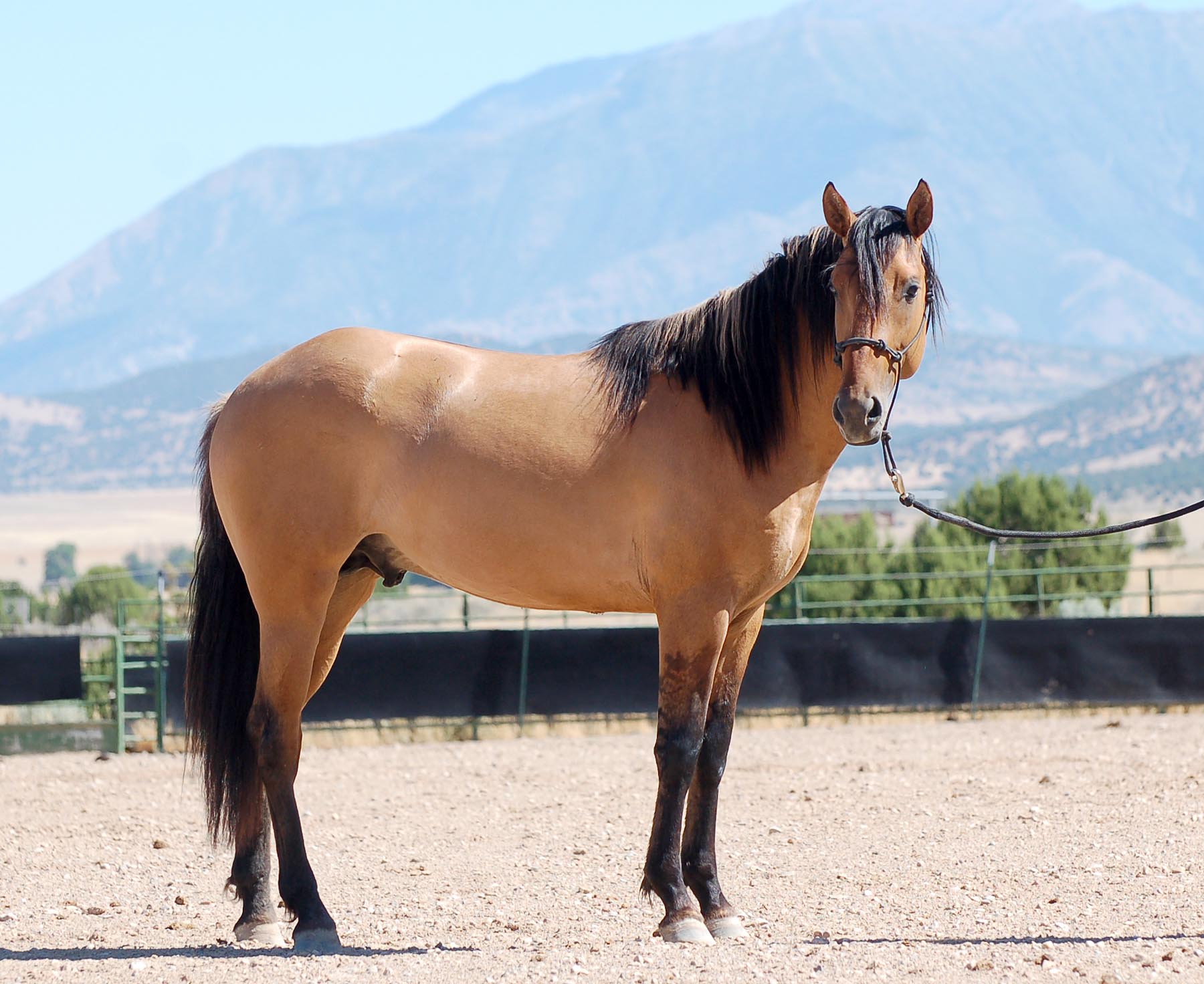 Ameritano 2016 stallion