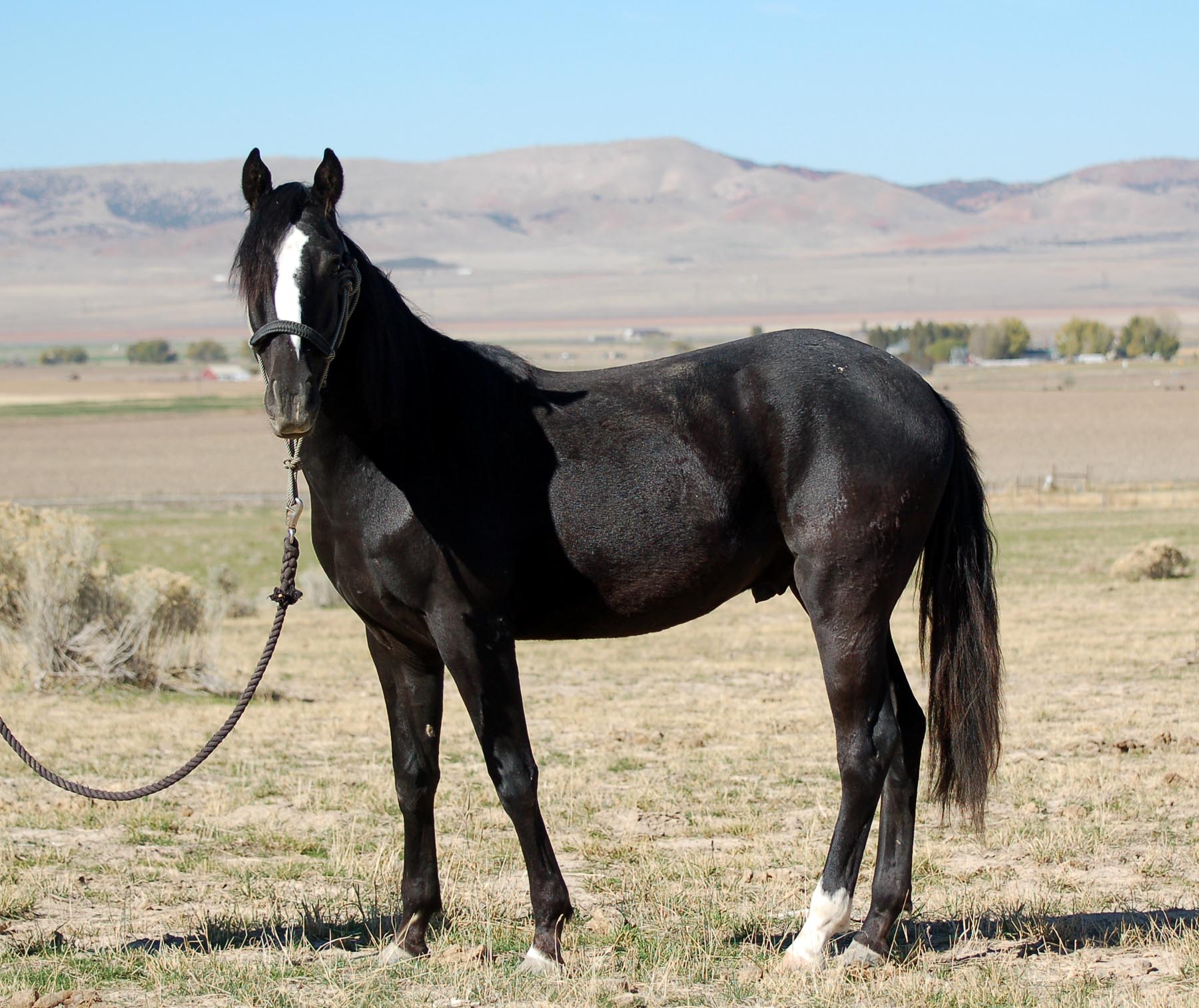 Jaz Knight - 2017 Lusitano Sport Horse as a Yearling