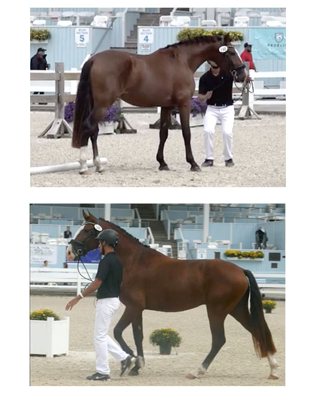 Onasis Das Faias at Devon photos copy