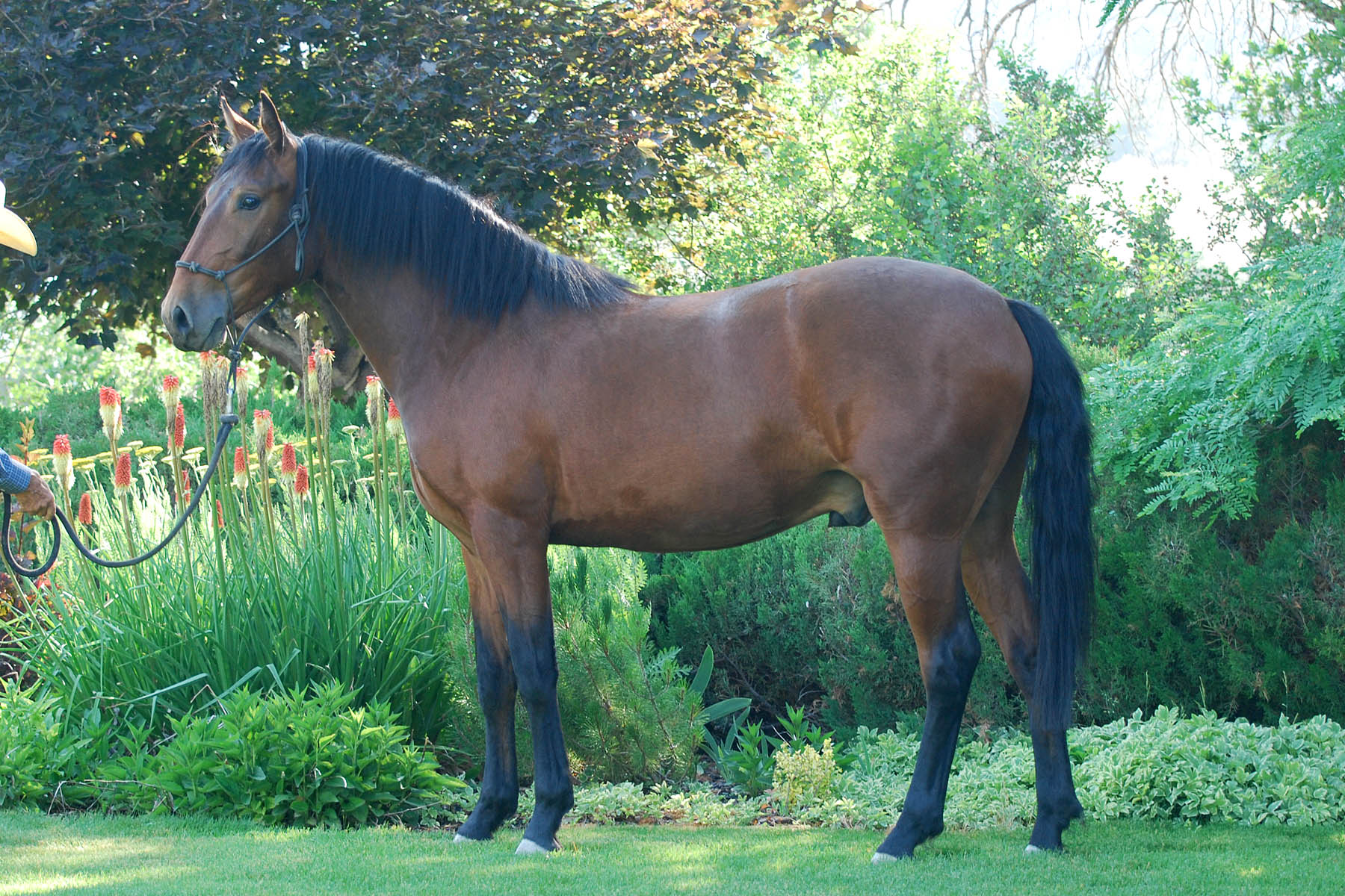 Talisman 06-27-2025 DSC_0670