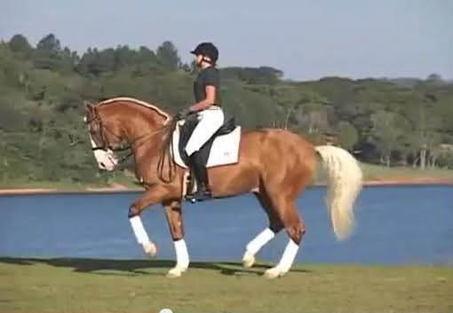 Xerez in Brazil Untitled-3