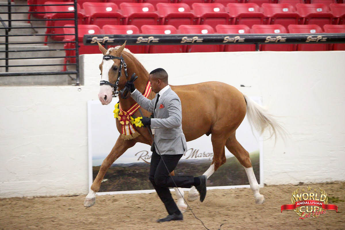 Xerez at Andalusian World
